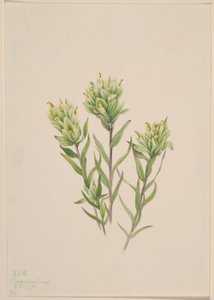 Hvid indisk pensel (Castilleja occidentalis)