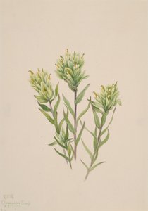 Hvid indisk pensel Castilleja occidentalis, 1920. af Mary Vaux Walcott