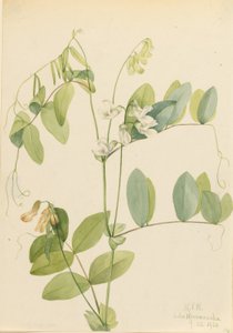 Hvid ært (Lathyrus ochroleucus) af Mary Vaux Walcott