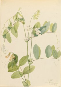 Hvid ært Lathyrus ochroleucus, 1920. af Mary Vaux Walcott