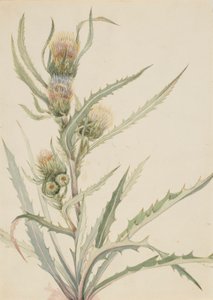 Hvid tidsel (Cirsium hookeranum) af Mary Vaux Walcott