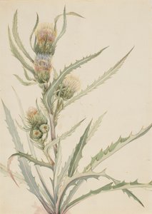 White Thistle Cirsium hookeranum, n.d. af Mary Vaux Walcott