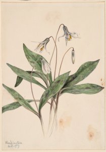 Hvid ørkenlilje (Erythronium albidum)
