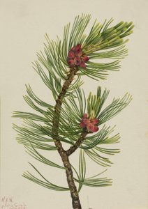 Hvidbarkefyr Pinus albicaulis, 1924. af Mary Vaux Walcott