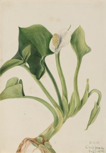 Vild Calla (Calla palustris) af Mary Vaux Walcott