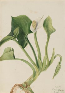 Vilde Calla Calla palustris, 1919. af Mary Vaux Walcott
