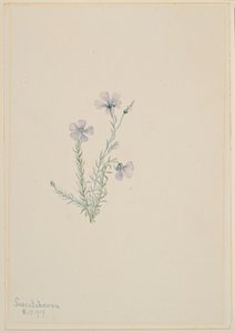 Vild hør (Linum lewisii) af Mary Vaux Walcott