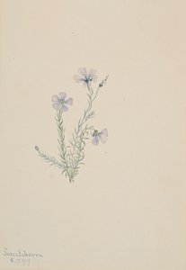 Vild hør Linum Lewis, 1919. af Mary Vaux Walcott