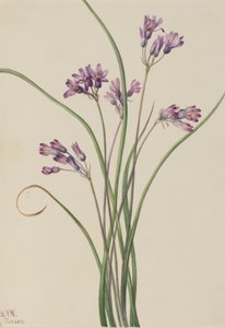 Vild hyacint (Brodiaea pulchella) af Mary Vaux Walcott