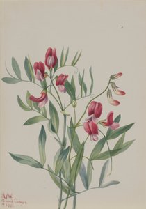 Vildært Lathyrus decaphyllus, 1938.