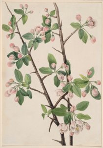 Vild sød krabbe (Malus coronaria) af Mary Vaux Walcott