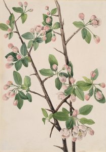 Vild sød krabbe Malus coronaria, 1920. af Mary Vaux Walcott