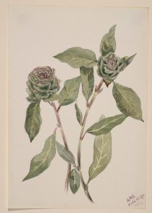 Pil (Salix) af Mary Vaux Walcott