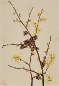 Troldhassel (Hamamelis virginiana) af Mary Vaux Walcott