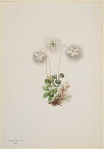 Wood-Nymph Moneses uniflora, 1902. af Mary Vaux Walcott