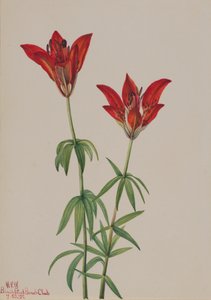 Skovlilje Lilium philadelphicum, 1932. af Mary Vaux Walcott