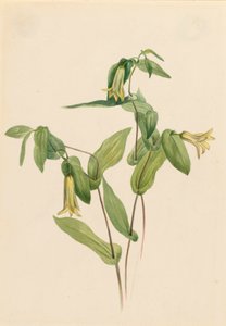 Wood Merrybells Uvularia perfoliata, n.d. af Mary Vaux Walcott