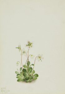 Skovnymfe (Moneses uniflora) af Mary Vaux Walcott