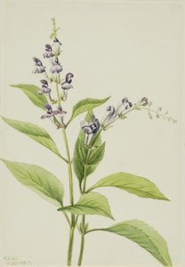 Trækalot Scutellaria serrata, 1917. af Mary Vaux Walcott