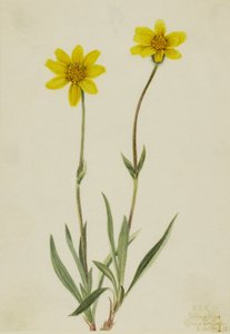 Uldfarvet arnica (Arnica tomentosa)