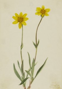 Woolly Arnica Arnica tomentosa, 1920. af Mary Vaux Walcott