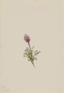 Uldfarvet gøgeurt (Erigeron lanatus)