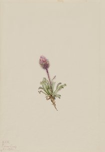 Ulden loppebane Erigeron lanatus, 1921. af Mary Vaux Walcott