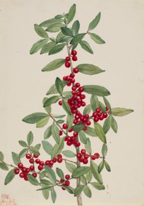 Yaupon (Ilex vomitoria) af Mary Vaux Walcott