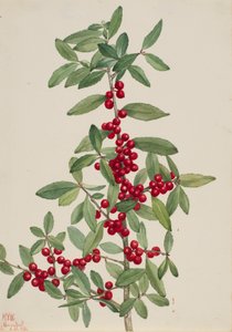 Yaupon Ilex vomitoria, 1926. af Mary Vaux Walcott