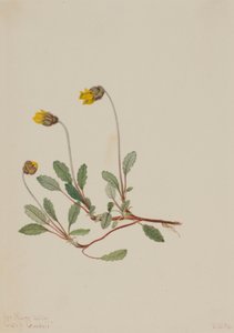 Gul dryade (Dryas drummondii) af Mary Vaux Walcott
