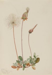 Gul dryade (frugt) (Dryas drummondii) af Mary Vaux Walcott