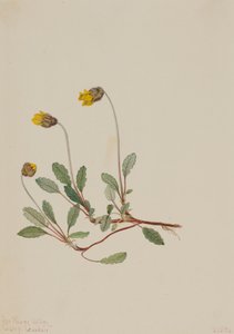Gul Dryad Dryas drummondii, 1904. af Mary Vaux Walcott