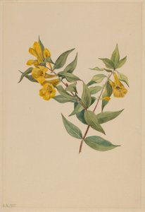 Gul jessamin (Gelsemium sempervirens) af Mary Vaux Walcott