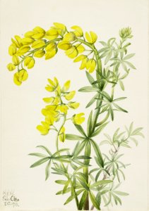 Gul lupin (Lupinis arboreus) af Mary Vaux Walcott