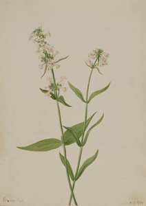 Gul Penstemon Penstemon confertus, 1904. af Mary Vaux Walcott