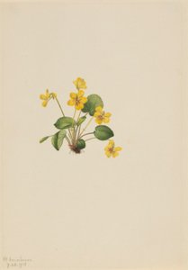 Gul viol (Viola orbiculata) af Mary Vaux Walcott