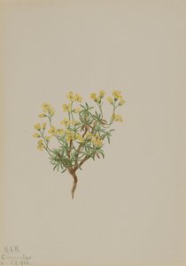 Gul pilegræs, 1922. af Mary Vaux Walcott