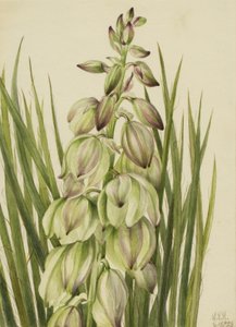 yucca yucca put one, 1928. af Mary Vaux Walcott