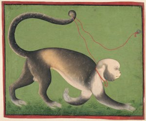 Et monumentalt portræt af en abe, ca. 1705-10 (uigennemsigtig akvarel og guld på papir) af Master Stipple