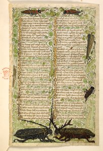 Tilføje. 28841, f.2: Hornbiller, græshopper og et locus.  Afhandling om dyder og laster og en anonym prosahistorie på Sicilien (fragment)  Cocharelli af Master of the Cocharelli Codex