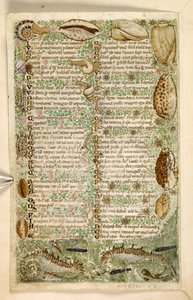 Tilføje. 28841, f.3v: Søheste, snegle og skaller, fra en afhandling om dyder og laster, og en anonym prosahistorie på Sicilien (fragment), c.1330-40 (vellum) af Master of the Cocharelli Codex
