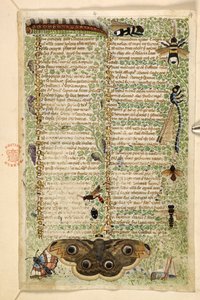 Tilføje. 28841, f.4: Hvepse, møl, guldsmede og en larve, fra en afhandling om dyder og laster, og en anonym prosahistorie på Sicilien (fragment), ca. 1330-40 (vellum) af Master of the Cocharelli Codex