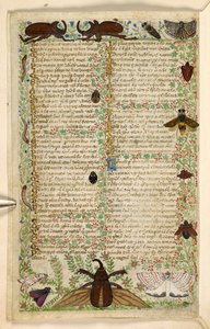 Tilføje. 28841, f.4v: Møl og hornbiller, fra en afhandling om dyder og laster, og en anonym prosahistorie på Sicilien (fragment), c.1330-40 (vellum) af Master of the Cocharelli Codex