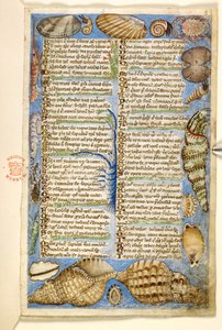 Tilføje. 28841, f.5: Skaller og havdyr, fra en afhandling om dyder og laster, og en anonym prosahistorie på Sicilien (fragment), ca. 1330-40 (vellum) af Master of the Cocharelli Codex