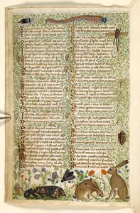 Tilføje. 28841, f.6v: Kaniner og insekter, herunder en larve, guldsmede og en møl, fra en afhandling om dyder og laster, og en anonym prosahistorie på Sicilien (fragment), ca. 1330-40 (vellum) af Master of the Cocharelli Codex
