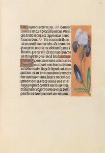 Hours of Dronning Isabella den Katolik, Dronning af Spanien: Fol. 244r, ca. 1500. af Master of the First Prayerbook of Maximillian
