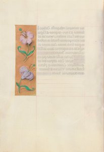 Hours of Dronning Isabella den Katolik, Dronning af Spanien: Fol. 49v, ca. 1500. af Master of the First Prayerbook of Maximillian