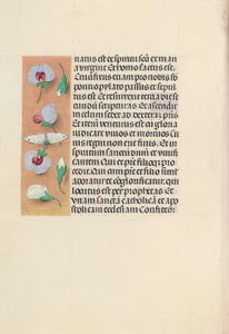 Hours of Dronning Isabella den Katolik, Dronning af Spanien: Fol. 91v, c. 1500. af Master of the First Prayerbook of Maximillian