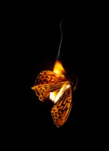 Brændende sommerfugl 25, 2013 (Lambda print) af Mat Collishaw