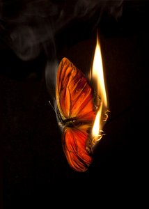 Burning Butterfly 4, 2013 (Lambda print) af Mat Collishaw